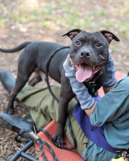 Photo of Shadow, adoptable dog in Chamblee, Georgia