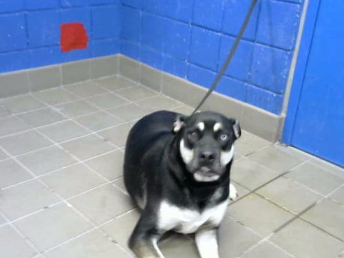 Photo of Bear, adoptable American Pit Bull Terrier in Albuquerque, New Mexico