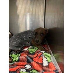 Photo of Lars, adoptable American Pit Bull Terrier in Baton Rouge, Louisiana