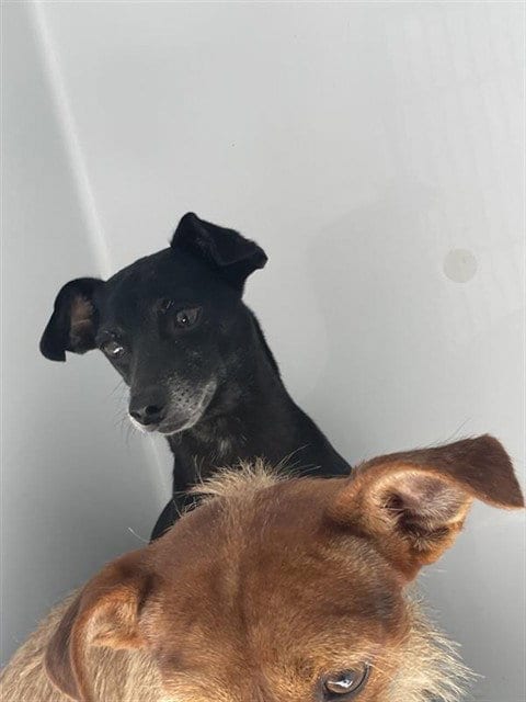Photo of A661590, adoptable Chihuahua in Houston, Texas