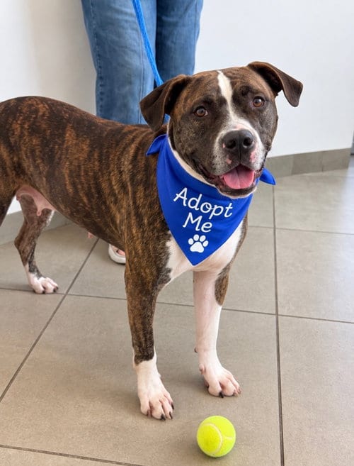 Photo of Millie, adoptable Boxer in Euless, Texas