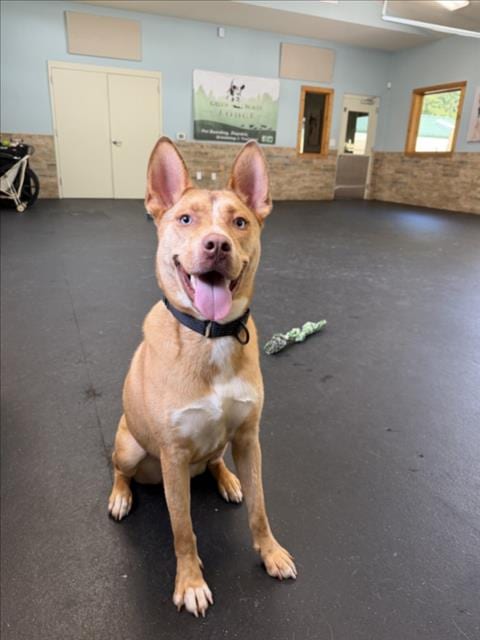 Photo of Shiloh, adoptable Australian Cattle Dog/Blue Heeler in Chapel Hill, North Carolina