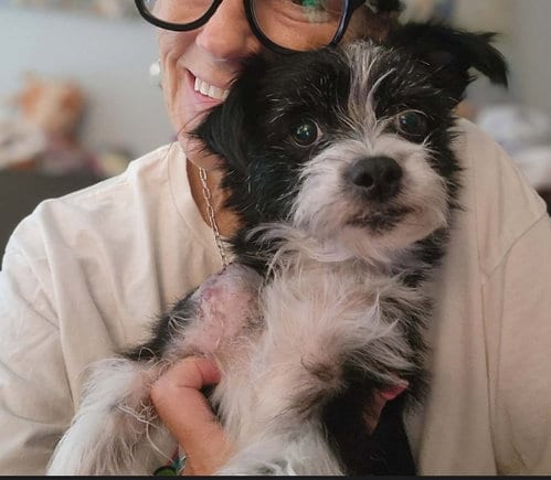 Photo of Dot, adoptable Terrier in Grafton, Wisconsin