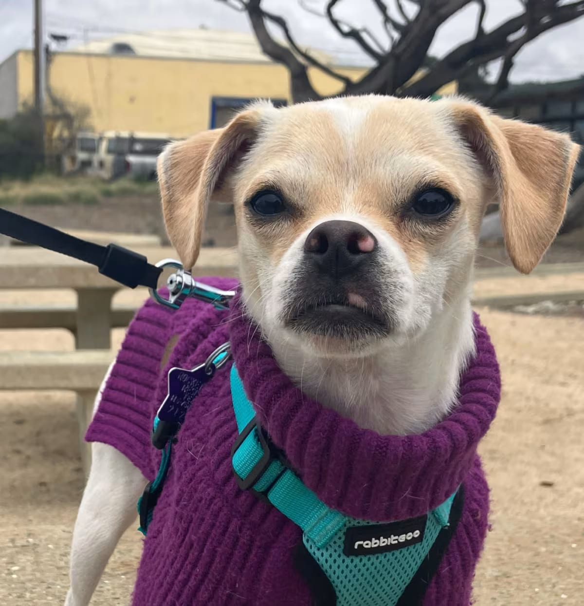 Photo of Corona, adoptable Chihuahua/Mixed Breed (Medium) in Oakland, California