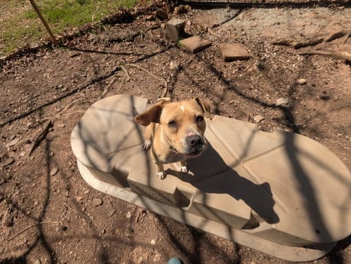 Photo of Hazel, adoptable Unknown breed in McCormick, South Carolina