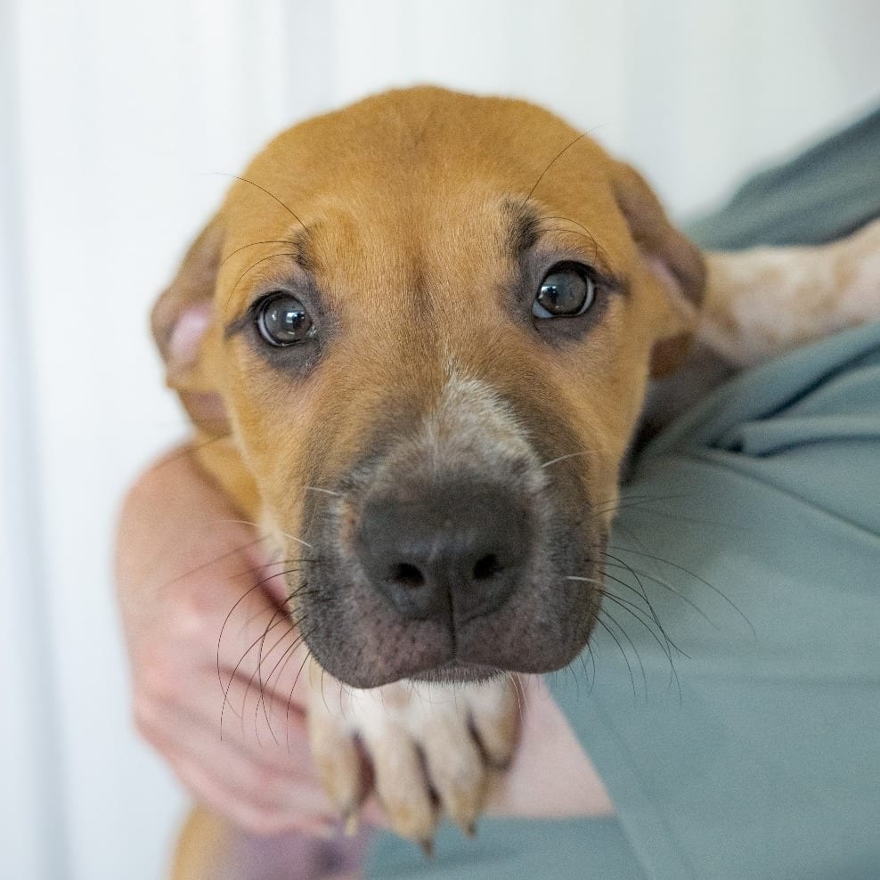 Photo of Louis, adoptable Terrier / Mixed Breed (Medium) in Chapel Hill, North Carolina