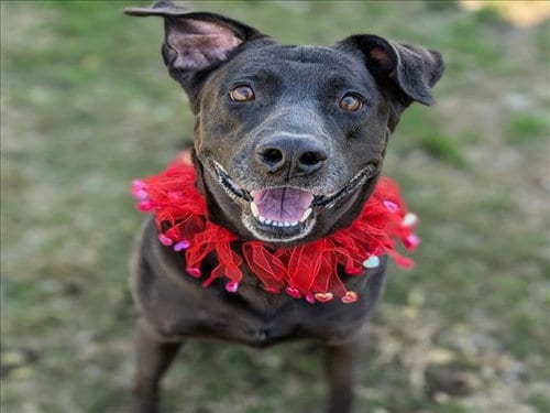 Photo of Delilah, adoptable Labrador Retriever in Conroe, Texas
