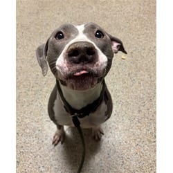 Photo of Apples, adoptable American Bulldog in Doral, Florida