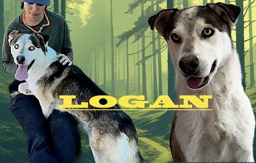Photo of Logan, adoptable Husky in Albuquerque, New Mexico