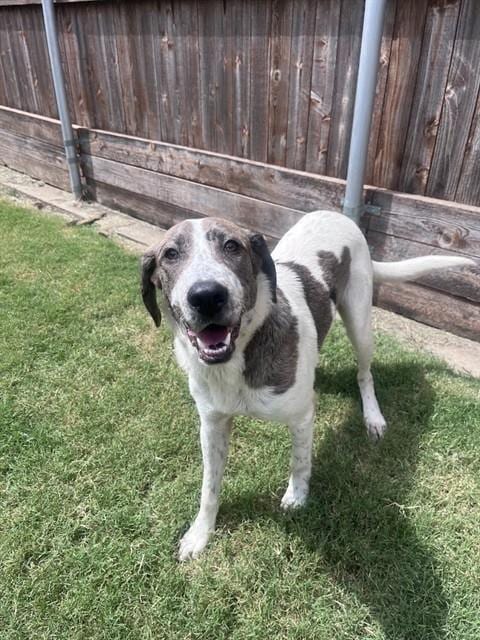 Photo of Freckles, adoptable Catahoula Leopard Dog in Plano, Texas