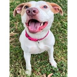Photo of Arya Bark, adoptable American Pit Bull Terrier in Texas City, Texas