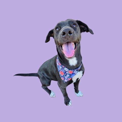 Photo of Moona, adoptable Labrador Retriever in Bakersfield, California