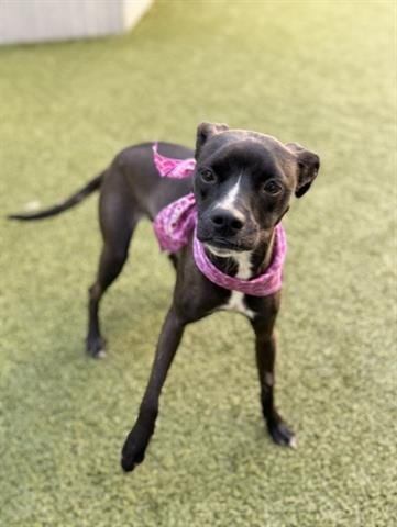 Photo of Cinnamon, adoptable Terrier in San Martin, California