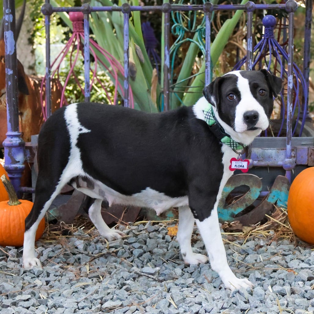 Photo of Flora, adoptable Terrier, Pit Bull in Wake Forest, North Carolina