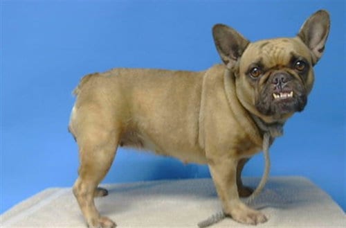 Photo of A5805370, adoptable French Bulldog in Gardena, California