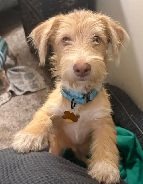 Photo of Scooter-" Multiple Applications, adoptable Terrier in Andover, Minnesota