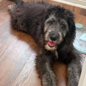 Photo of Fozzie - Muppet Litter, adoptable Labrador Retriever in Sheboygan, Wisconsin