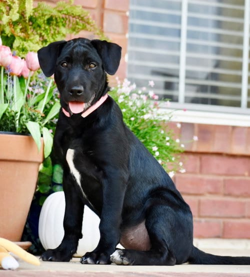 Photo of Little Miss Black Marvel Luvs Kids, adoptable Labrador Retriever in Franklin, Tennessee