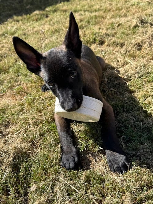 Photo of Elements Litter - Argon - Located in New York, adoptable Belgian Shepherd Malinois in Imlay City, Michigan
