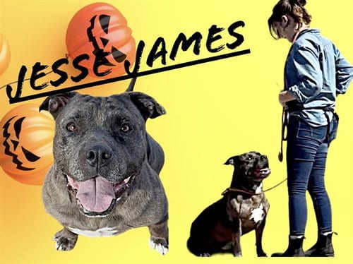 Photo of Jesse James, adoptable Pit Bull Terrier in Albuquerque, New Mexico