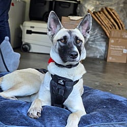 Photo of Bear Bear, adoptable German Shepherd Dog in Boulder, Colorado