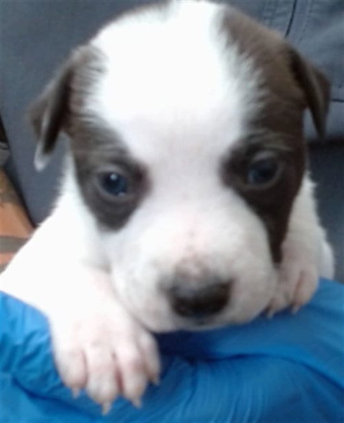 Photo of Hestia, adoptable Pit Bull Terrier in San Bernardino, California