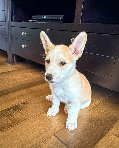 Photo of Emma’s Honeybee, adoptable Cattle Dog in San Diego, California