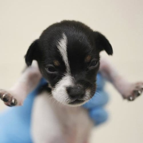Photo of Sunny, adoptable Terrier in San Antonio, Texas