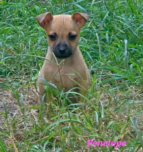 Photo of Penelope, adoptable Chihuahua in Sedalia, Colorado