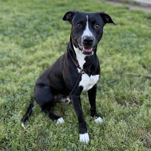 Photo of Hank, adoptable Pit Bull Terrier in Modesto, California