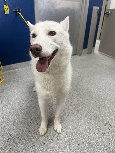 Photo of Simo, adoptable Siberian Husky in Pasadena, Texas