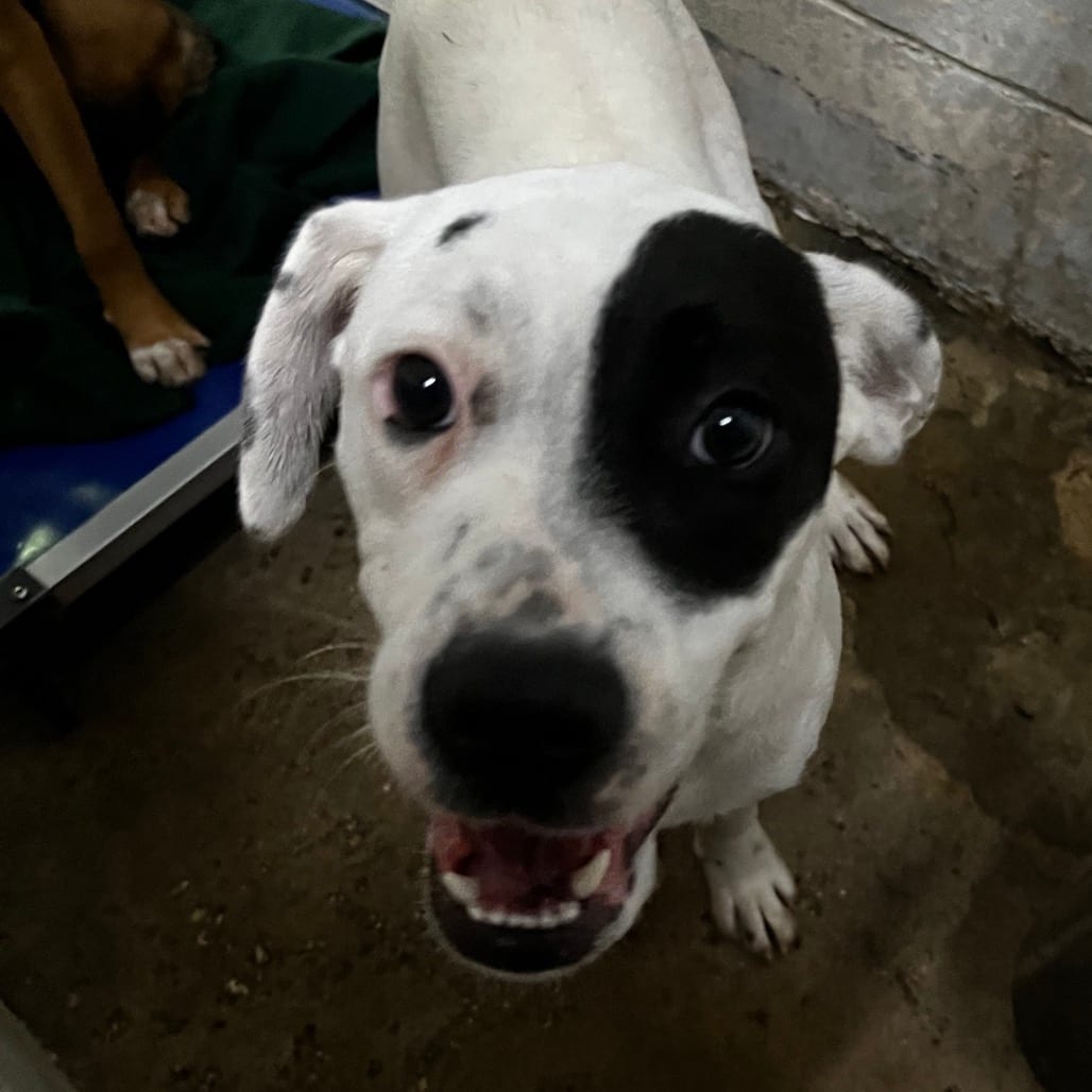 Photo of Tora @ Foster, adoptable Mixed Breed (Medium) in Summerville, South Carolina