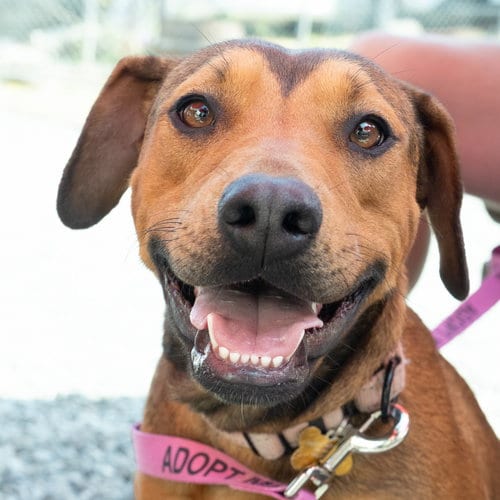 Photo of Layla, adoptable Hound in Seattle, Washington