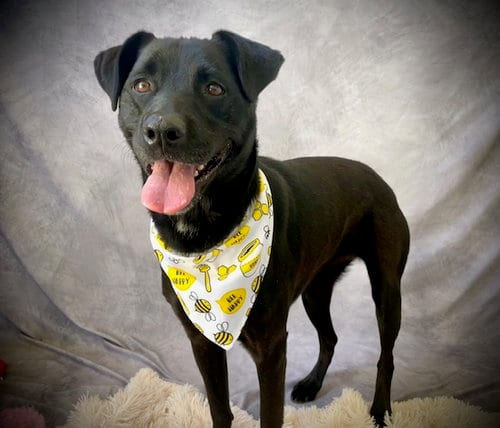Photo of Maze, adoptable Labrador Retriever in Salinas, California