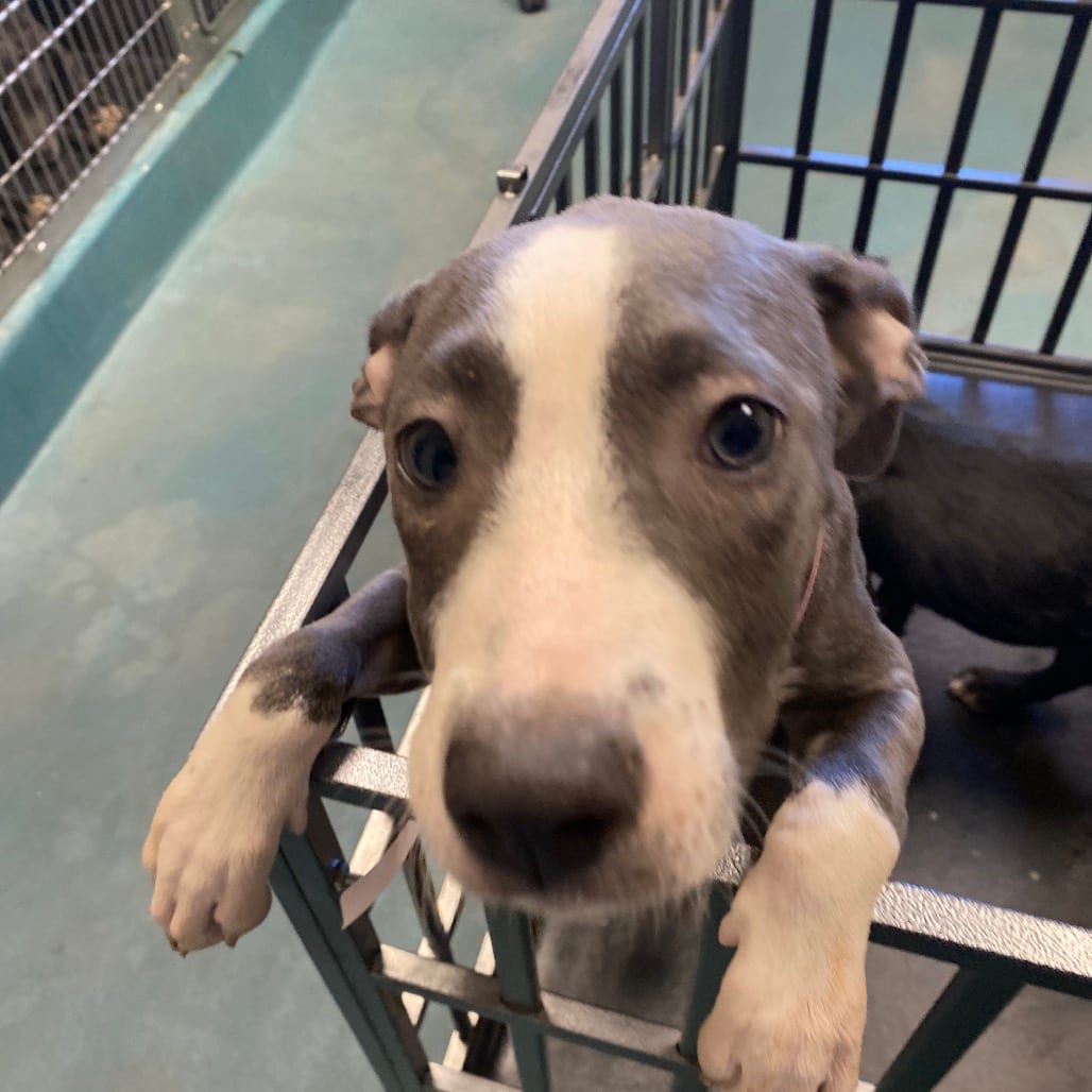 Photo of Gazania, adoptable dog