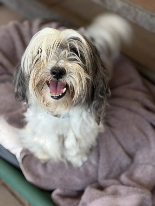 Photo of James, adoptable Shih Tzu in Santa Barbara, California