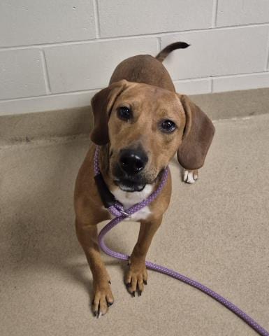 Photo of Little Andy, adoptable Labrador Retriever in Decatur, Illinois