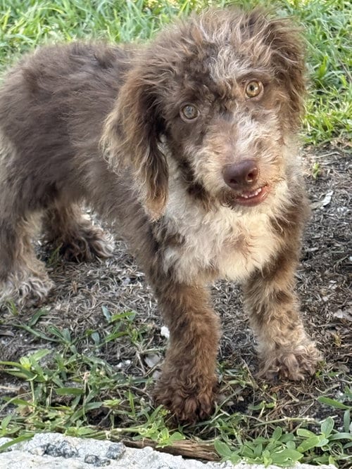 Photo of Expresso, adoptable Labrador Retriever in Valrico, Florida