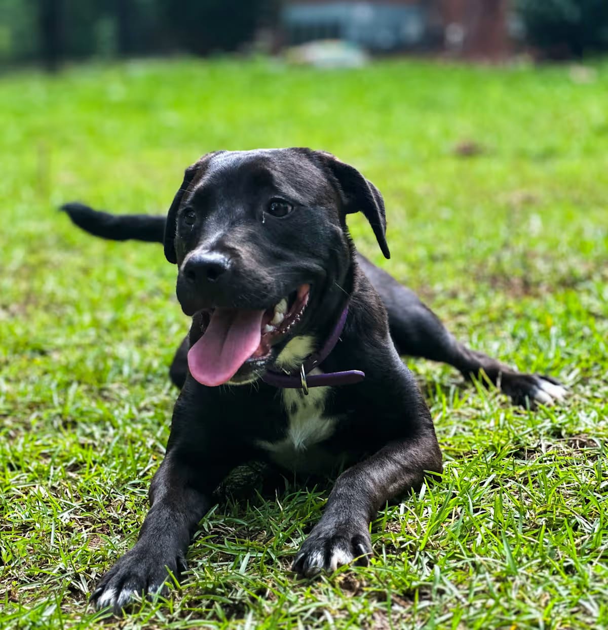 Photo of Ellie, adoptable Labrador Retriever in Zebulon, Georgia
