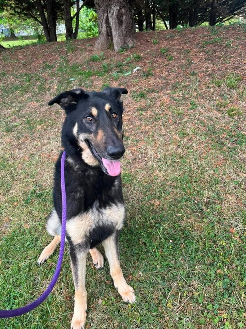 Photo of Rebel, adoptable German Shepherd Dog in Front Royal, Virginia