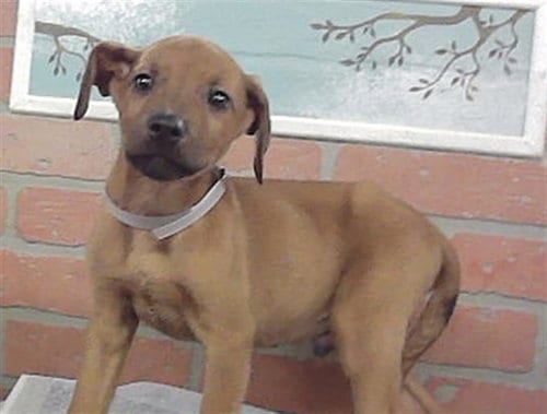 Photo of Travis, adoptable Staffordshire Bull Terrier in Houston, Texas