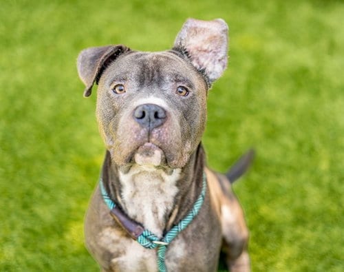 Photo of Smoke, adoptable Pit Bull Terrier in San Jose, California
