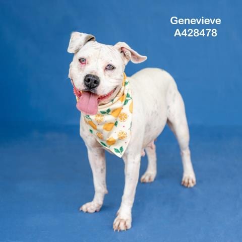 Photo of Genevieve, adoptable Pit Bull Terrier in Conroe, Texas