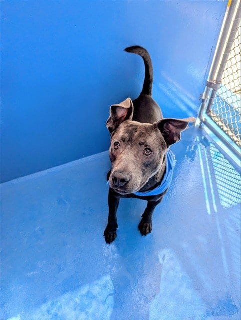 Photo of A170874, adoptable Pit Bull Terrier in Bakersfield, California