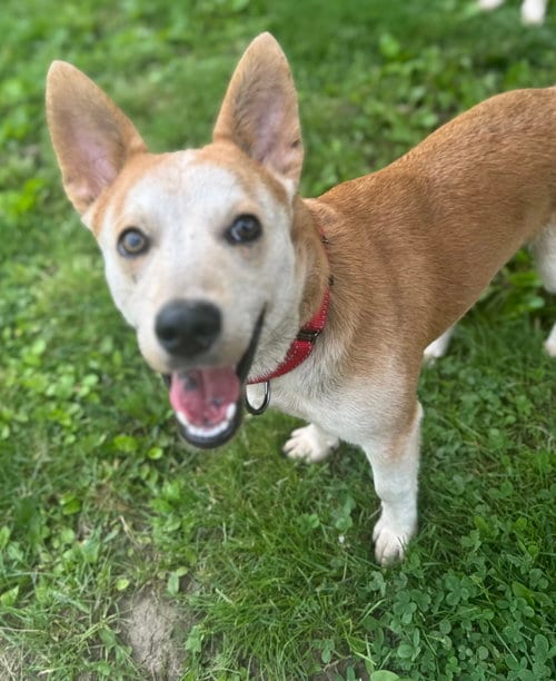 Photo of Charlie, adoptable Corgi in Florence, Kentucky