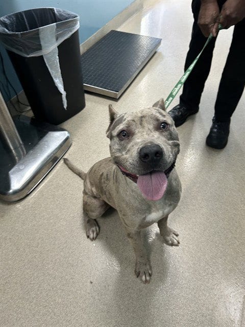 Photo of Boomer, adoptable American Bulldog in Newton, North Carolina