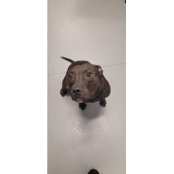 Photo of Nori, adoptable Mixed Breed (Medium) in New Castle, Delaware