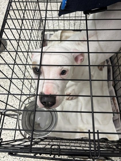 Photo of Clowence, adoptable dog in Atlanta, Georgia
