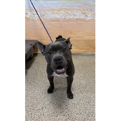Photo of Bruce, adoptable French Bulldog American Bulldog in Doral, Florida