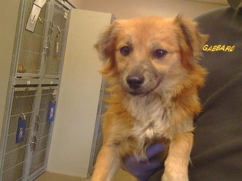 Photo of A929465, adoptable Cavalier King Charles Spaniel in Sacramento, California